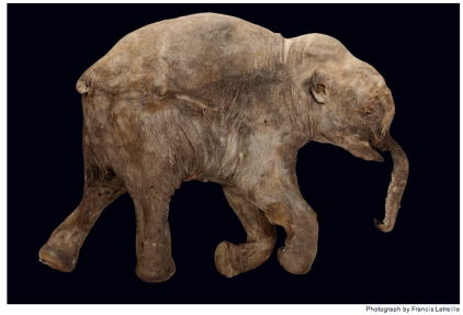 http://ngm.nationalgeographic.com/2009/05/mammoths/latreille-photography