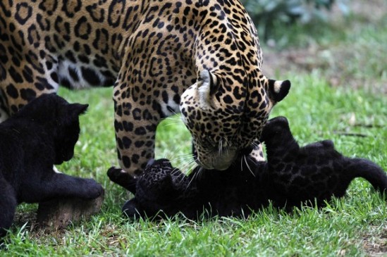 A jaguar named Daniela plays with her six week old babies at the Parque de Las Leyendas zoo in Lima