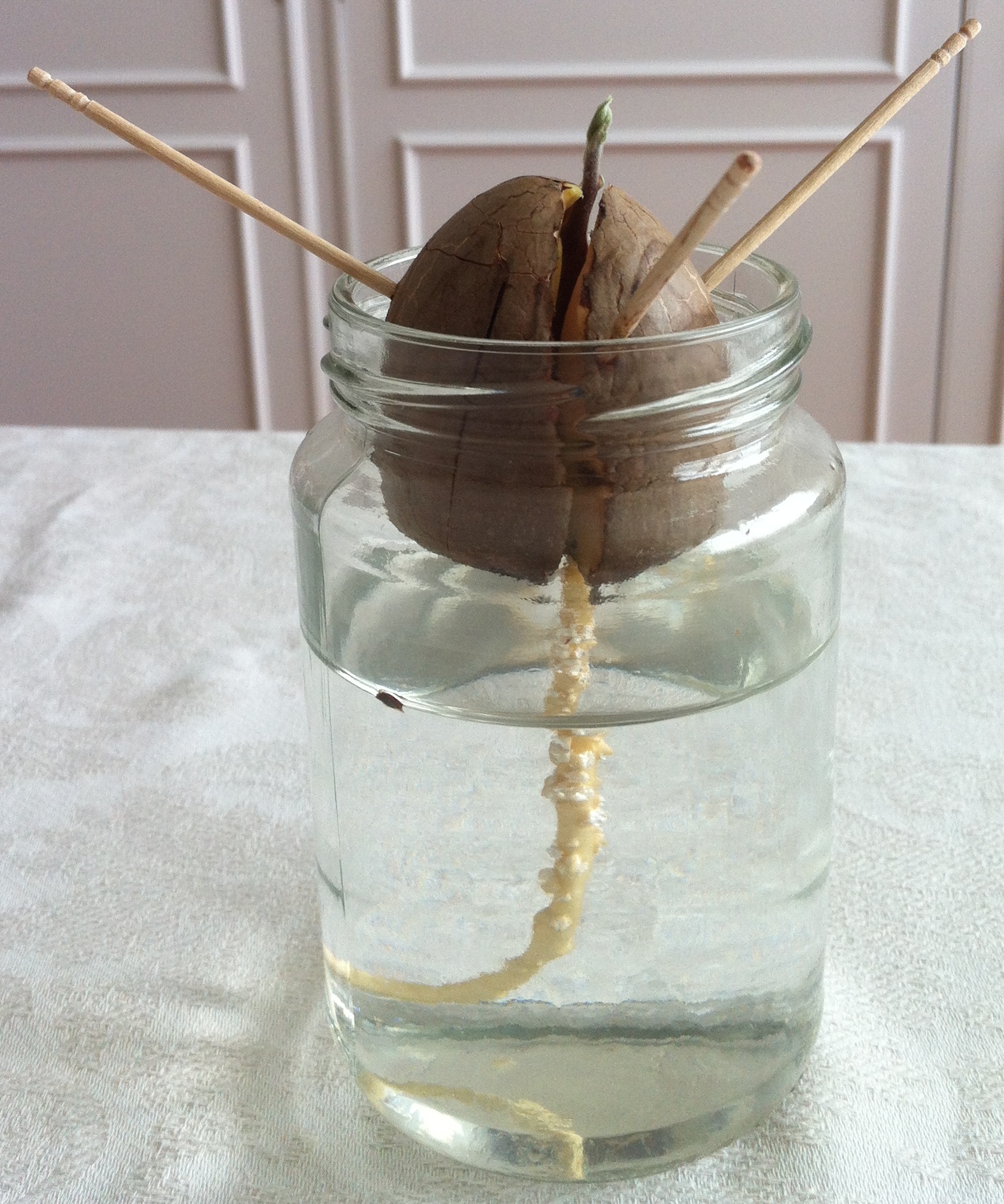 cómo germinar una semilla de aguacate
